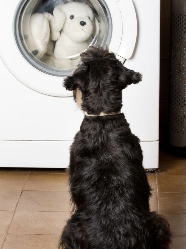 Washing dog toys shop in washing machine